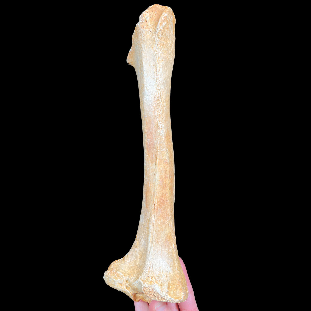 Cave Bear Leg Bone