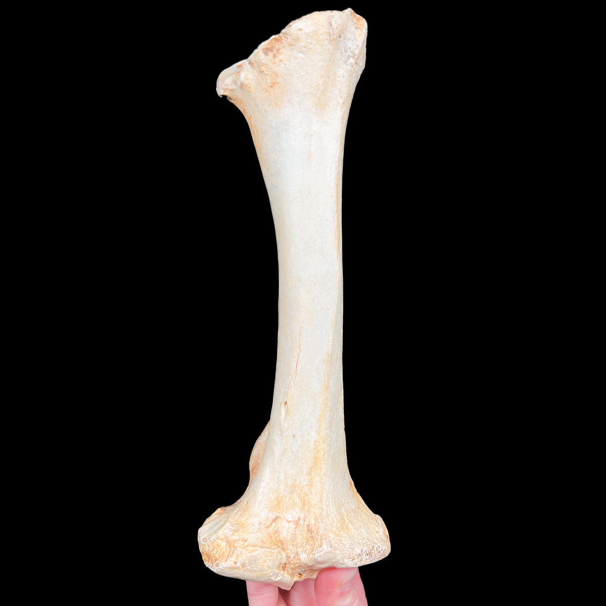 Ursus spelaeus Fossilized Leg Bone