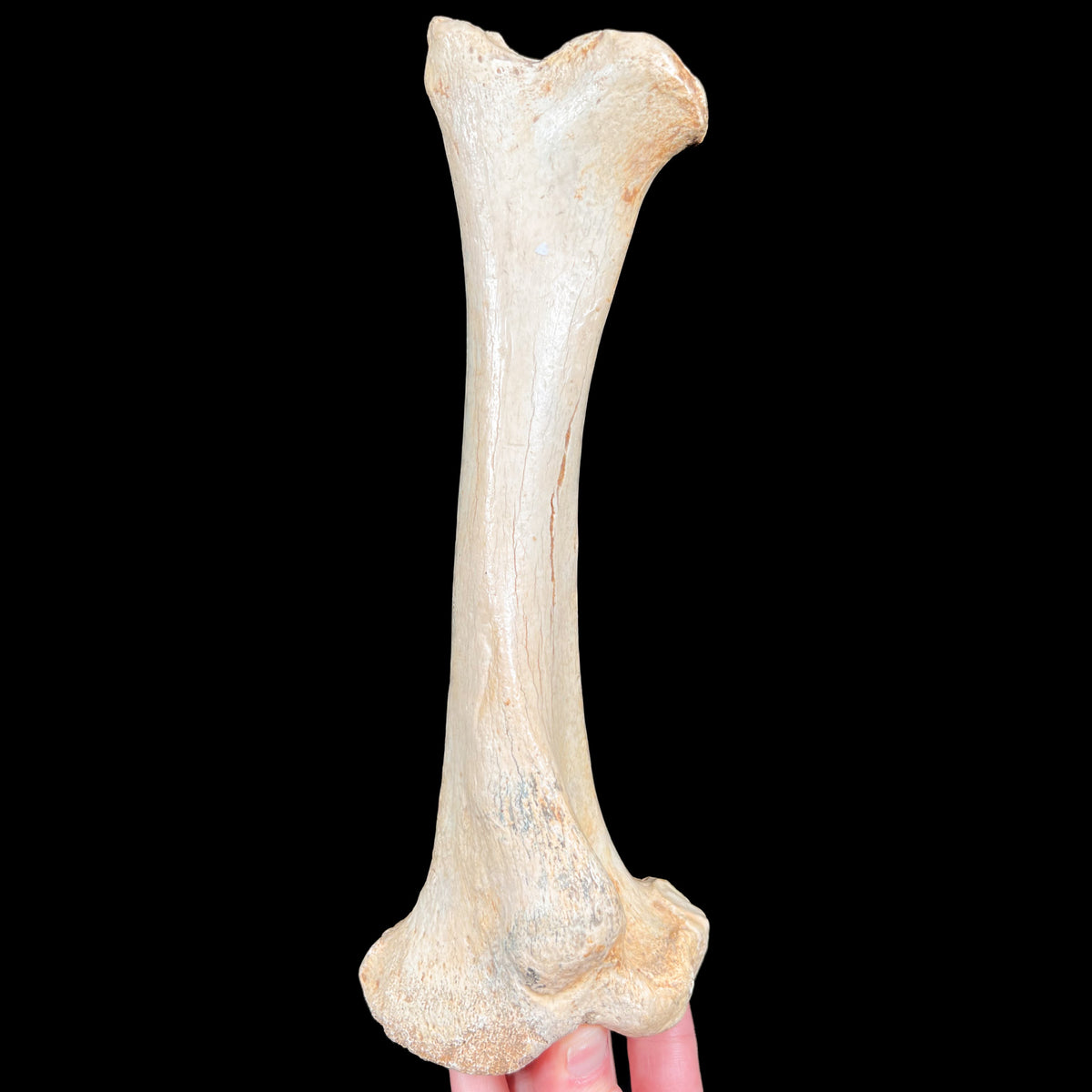 Fossilized Cave Bear Bone