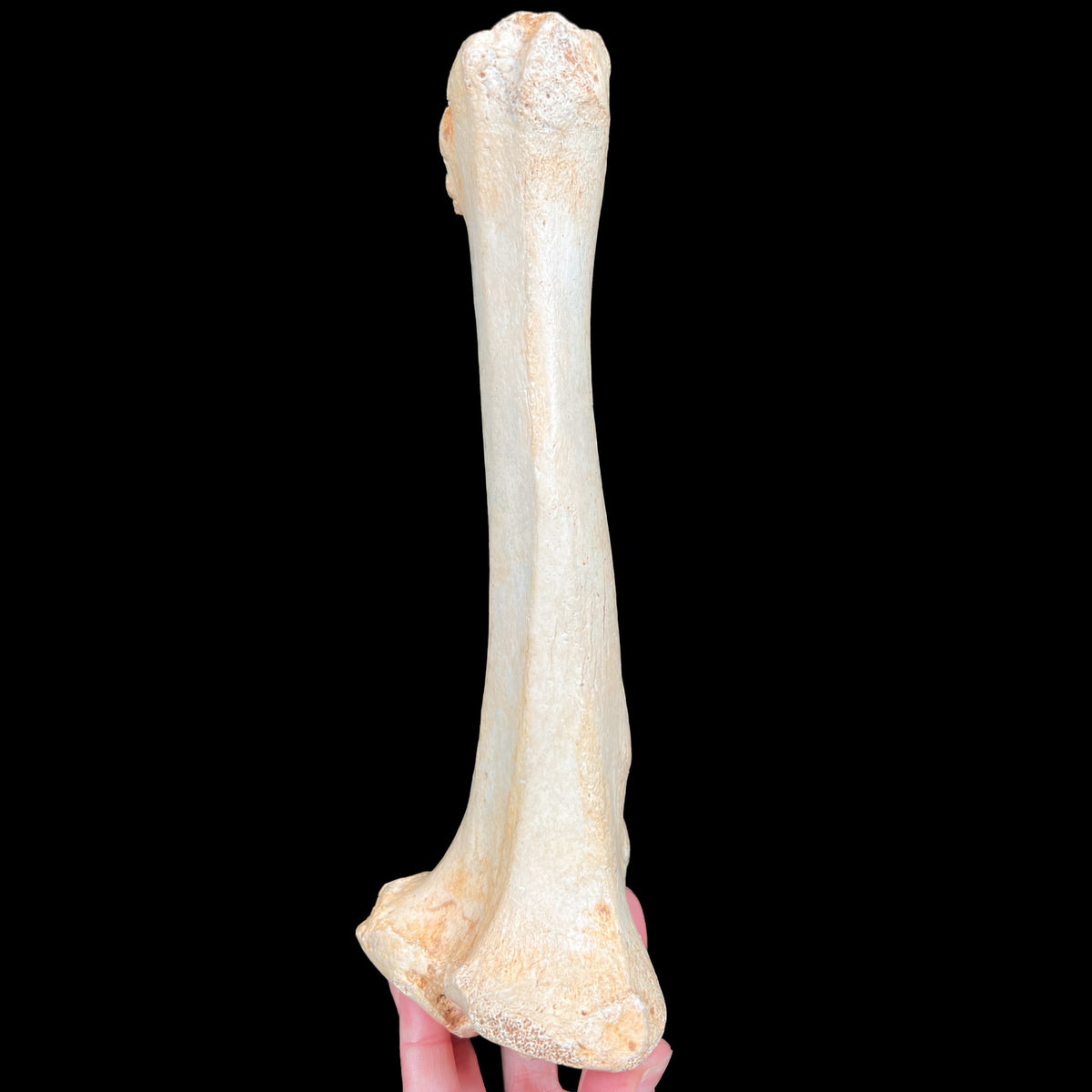 Ursus spelaeus Fossil Front Leg Bone