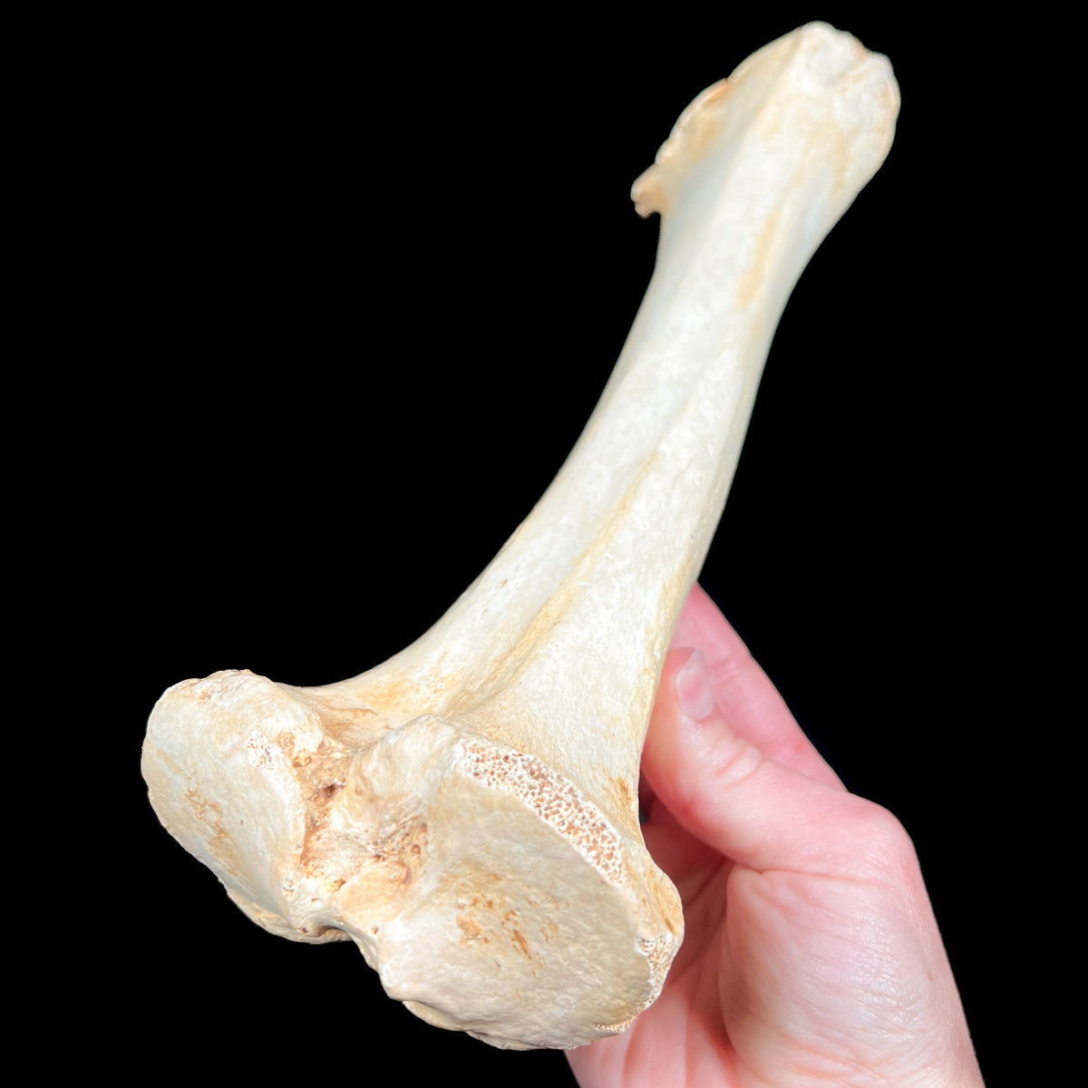 Ursus spelaeus Fossil Leg Bone