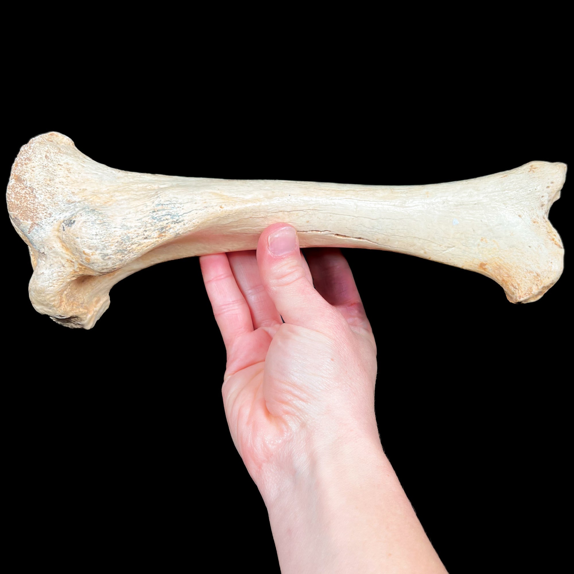 Fossil Cave Bear Front Leg Bone