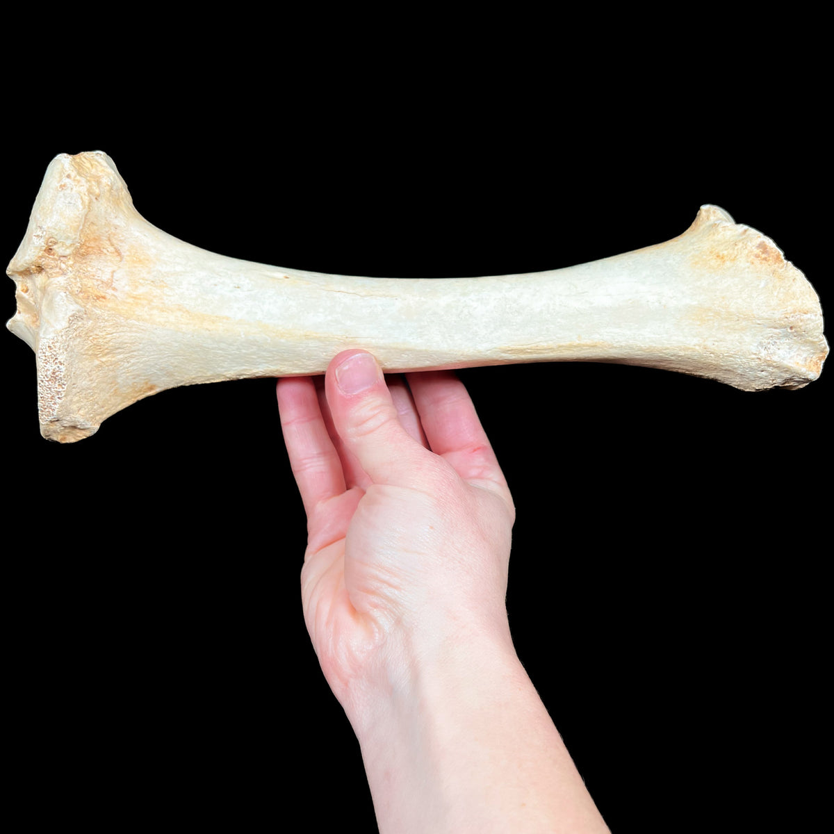 Fossilized Cave Bear Front Leg Bone