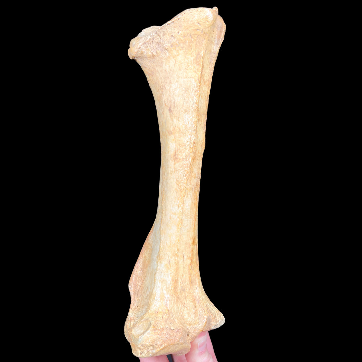Ursus spelaeus Fossilized Leg Bone