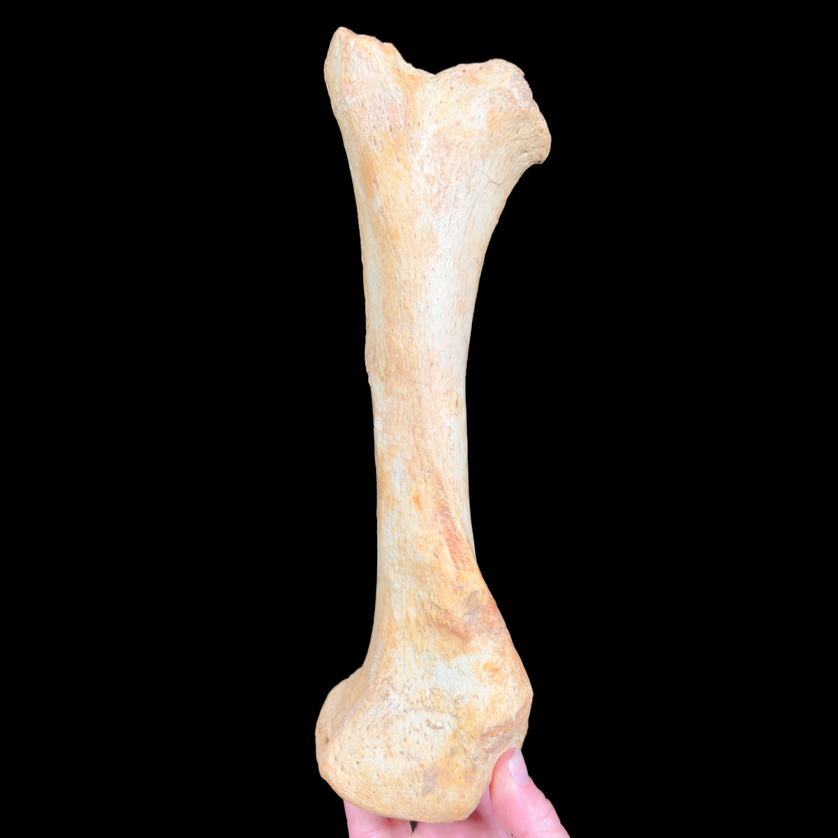 Bone from Ursus spelaeus