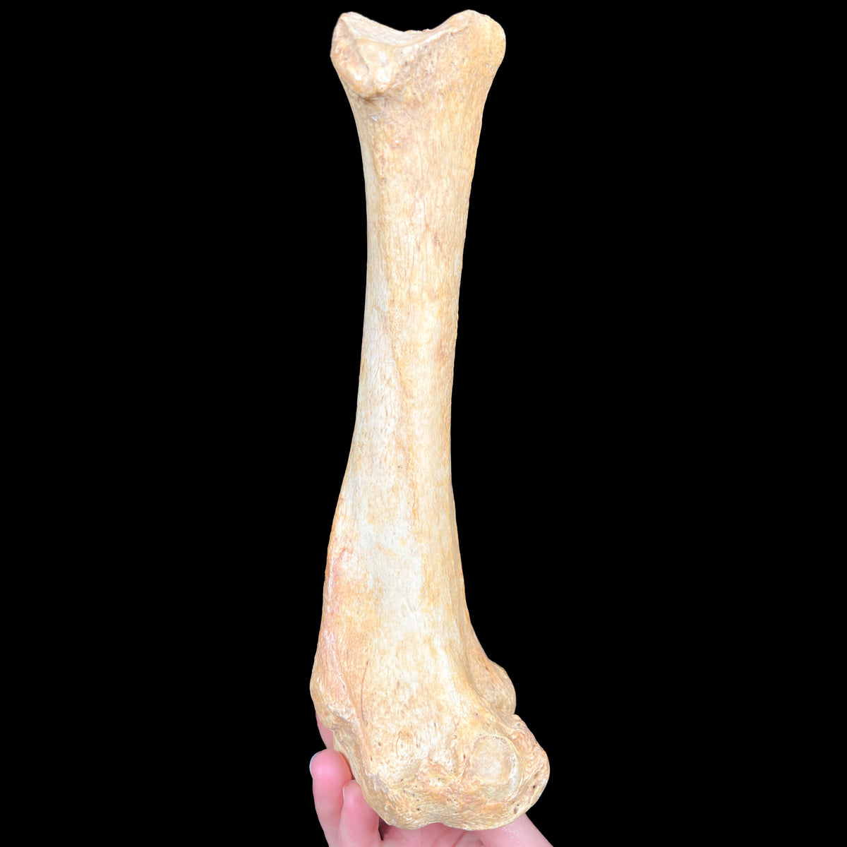 Front Leg Bone of Fossilized Ursus spelaeus