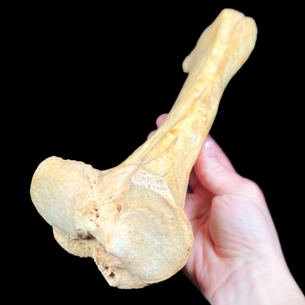 Front Leg Bone from Cave Bear Fossil