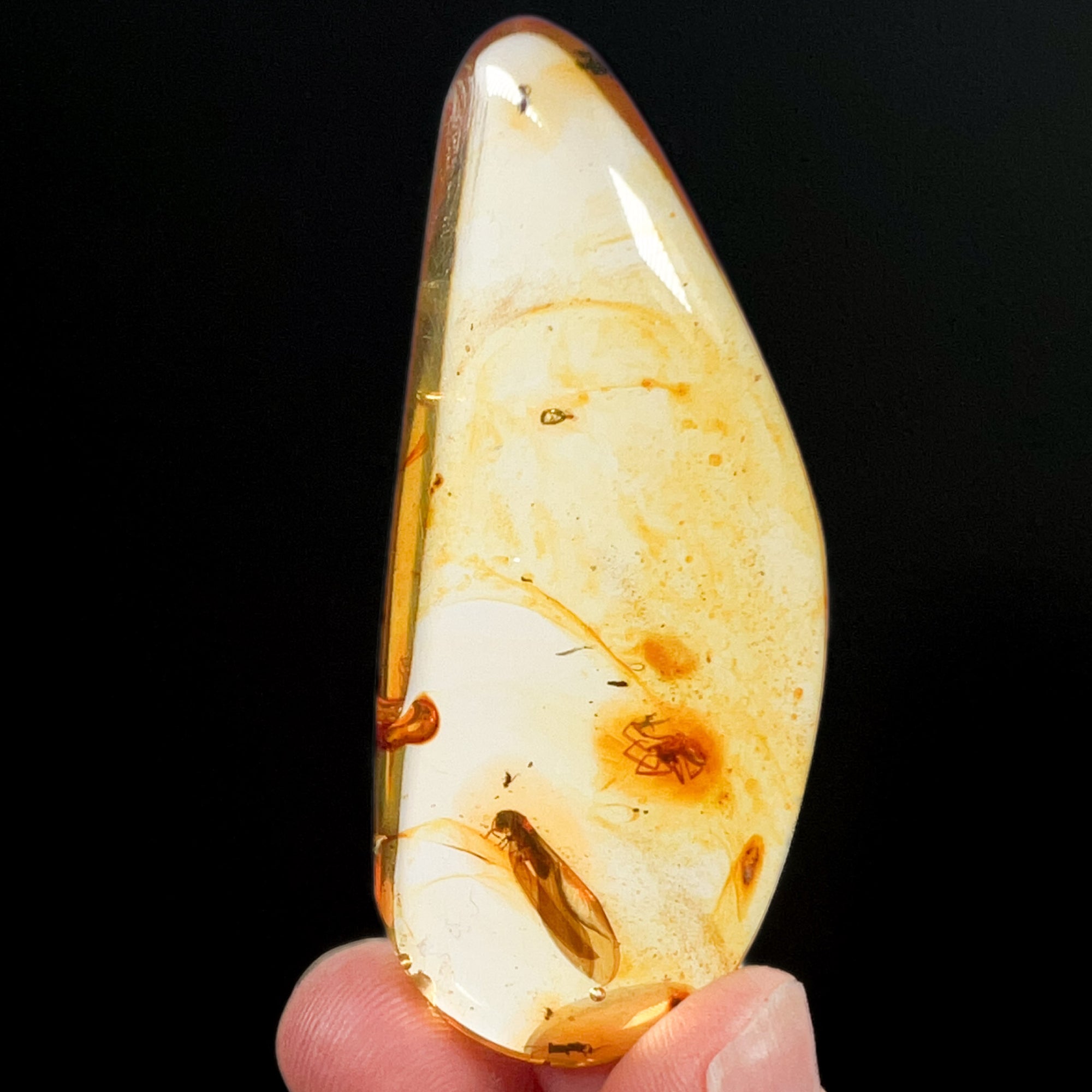 Polished Copal Amber with Insects from Colombia