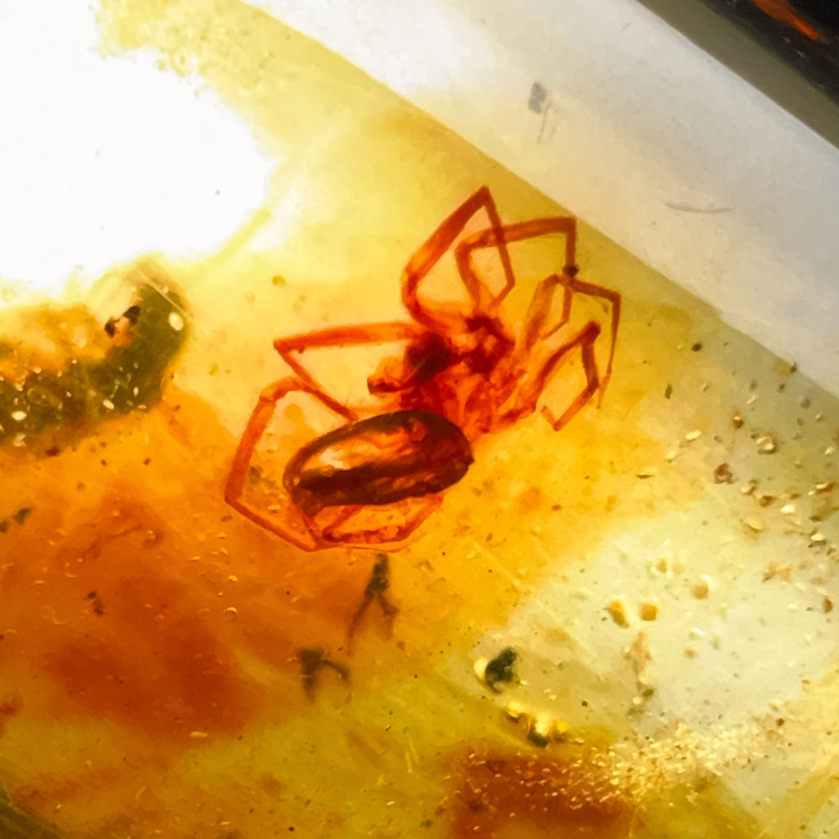 Spider inside of Young Amber Colombia