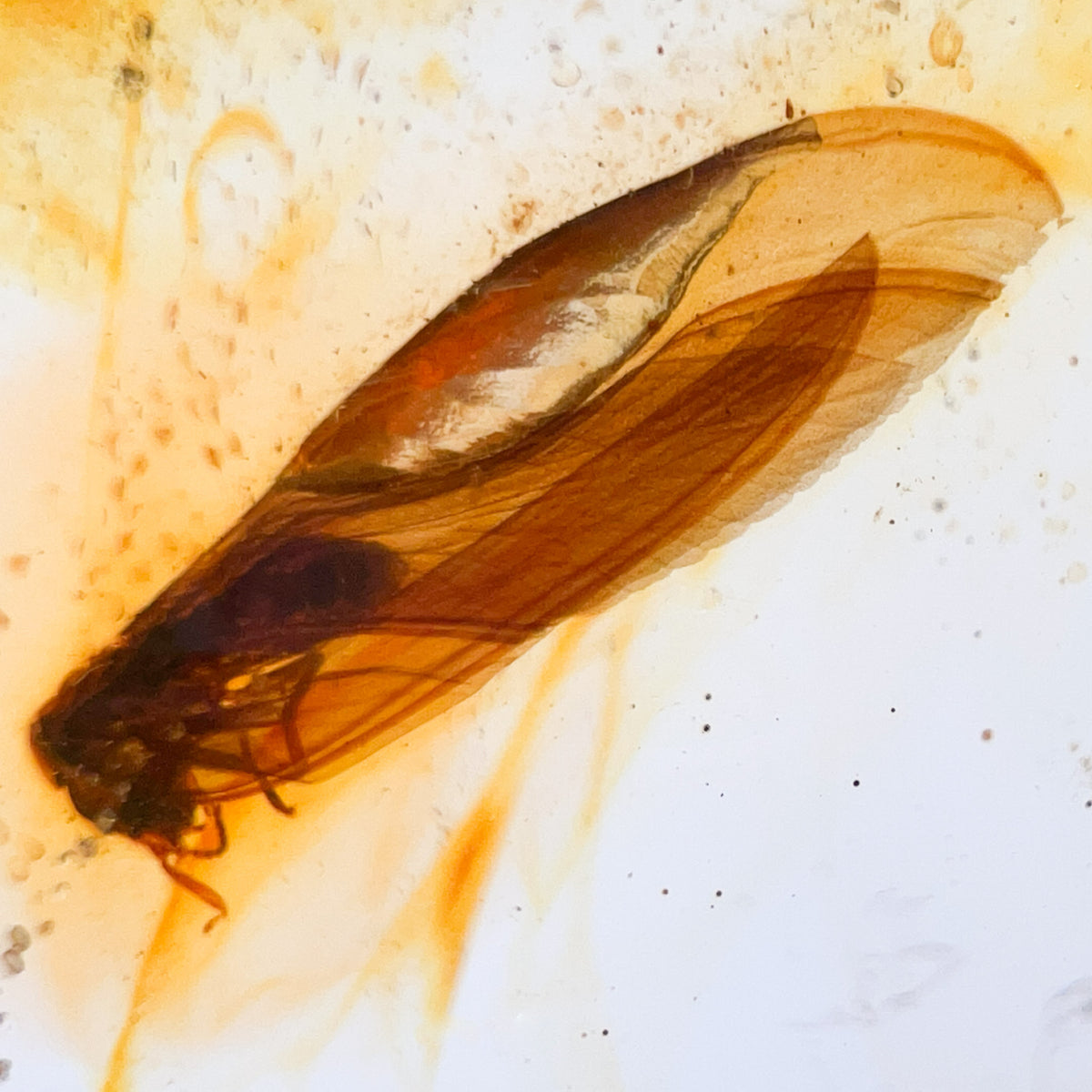 Insect inside of Colombian copal amber 
