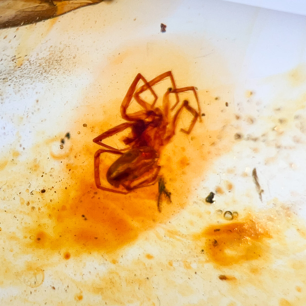 Spider inside of Copal Amber from Colombia