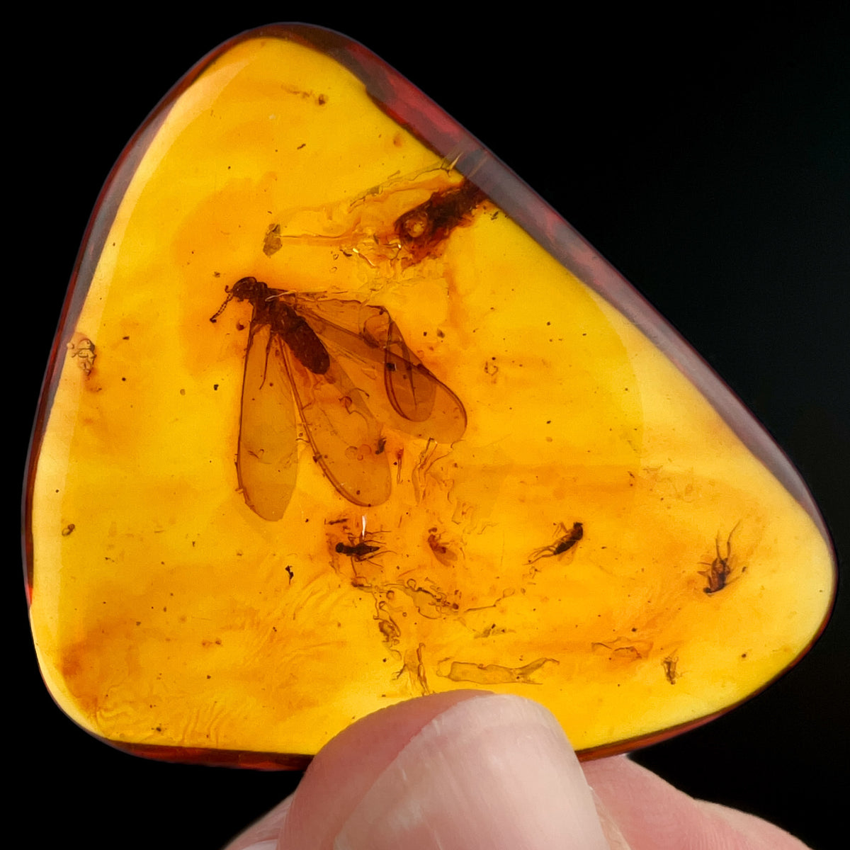 Copal Amber with Insects Inside from Colombia