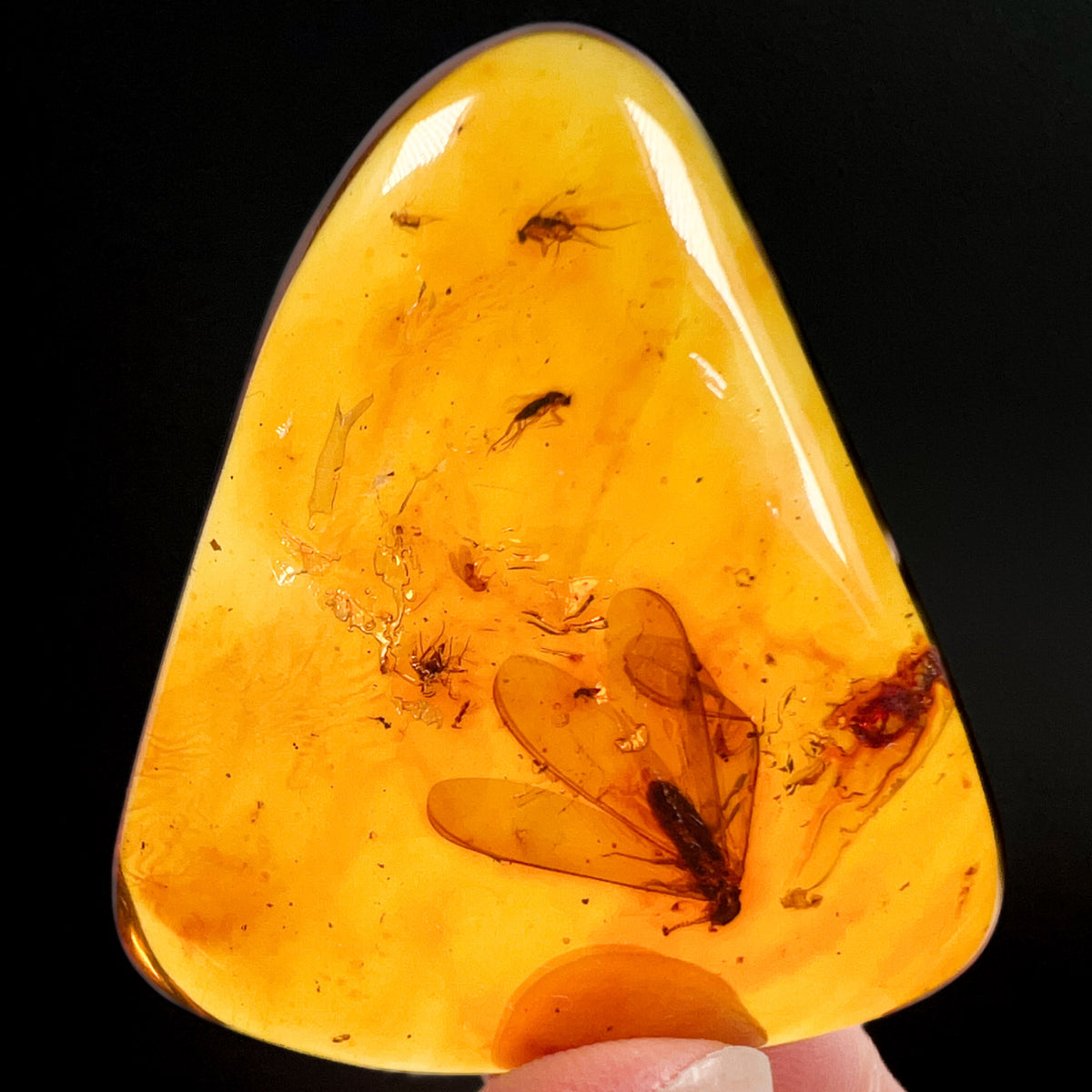 Insects in Polished Copal Amber from Colombia