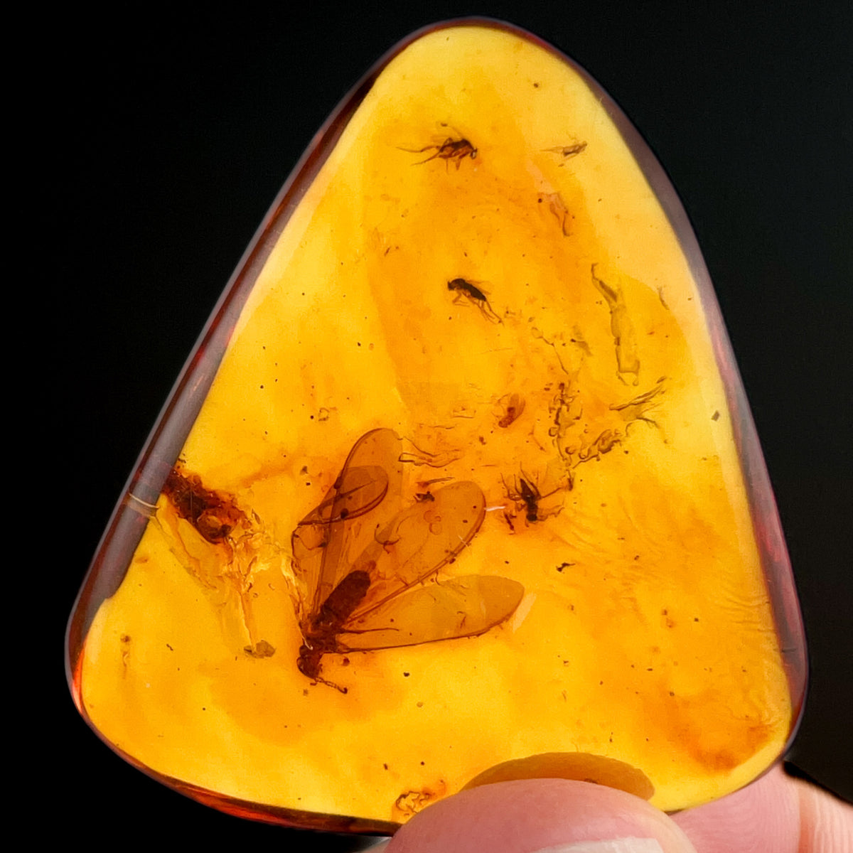 Young Amber with Insects inside from Colombia