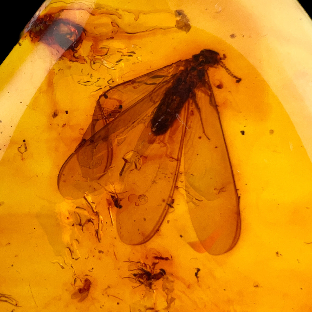 Close up of Insects trapped inside Amber