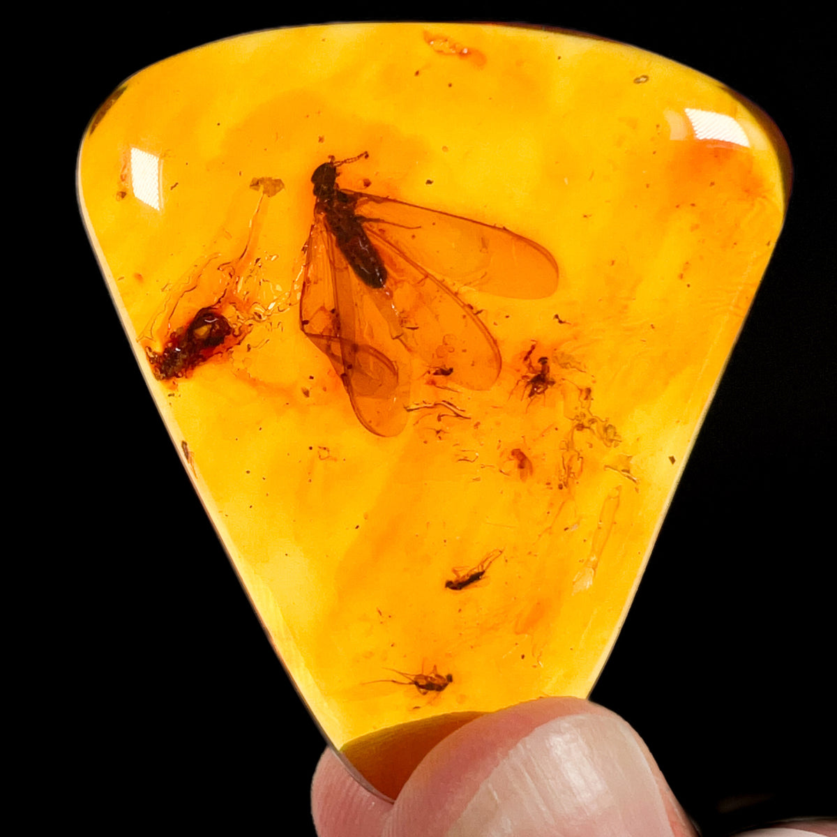 Polished Colombian Copal Amber
