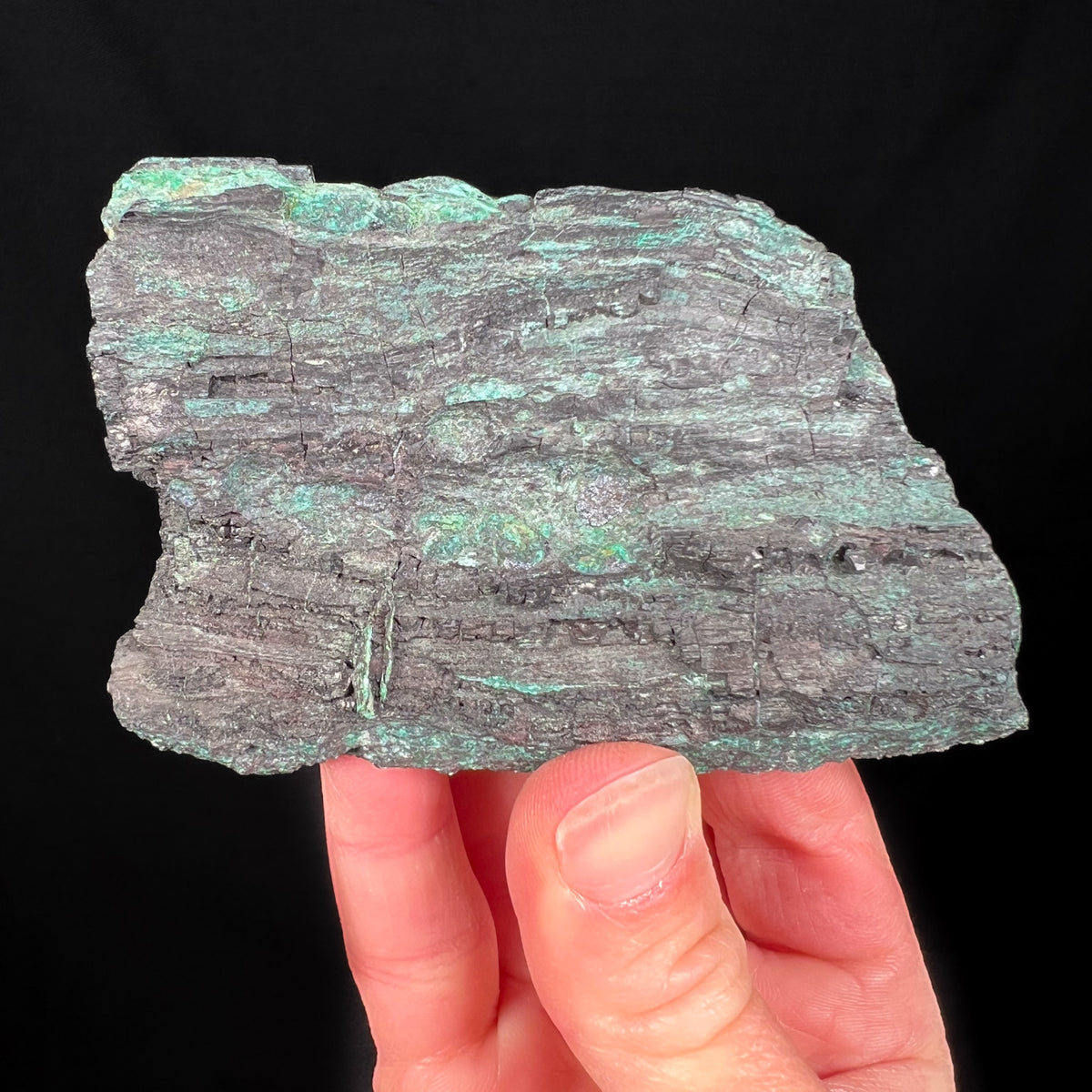Nacimiento Mine Petrified Wood
