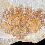 Close up of Dendrite crystals on Limestone matrix from Germany