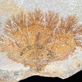 Close up of Dendrite crystals on Limestone matrix from Germany