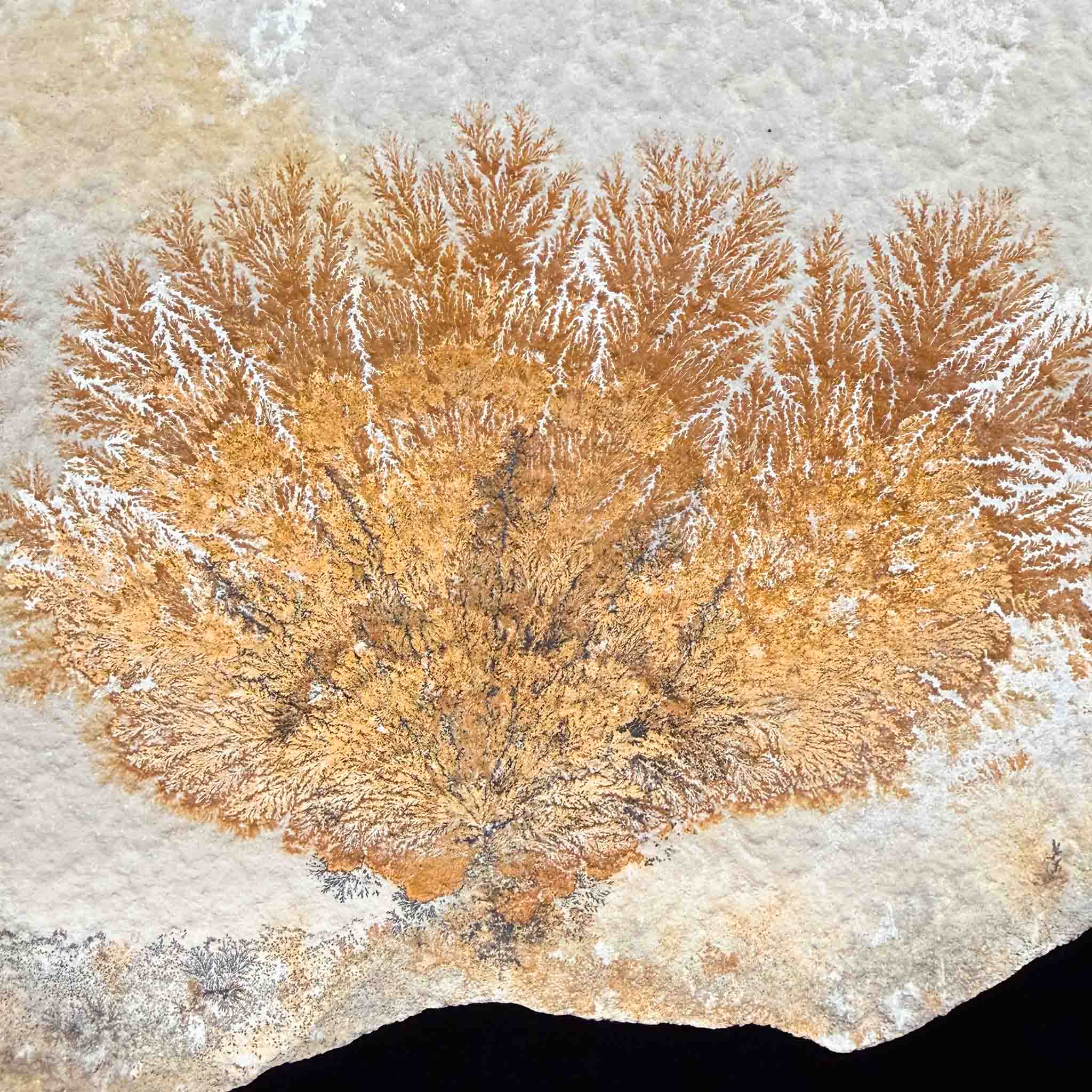 Close up of Dendrite crystals on Limestone matrix from Germany