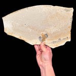 Back side of Dendrite and Limestone specimen