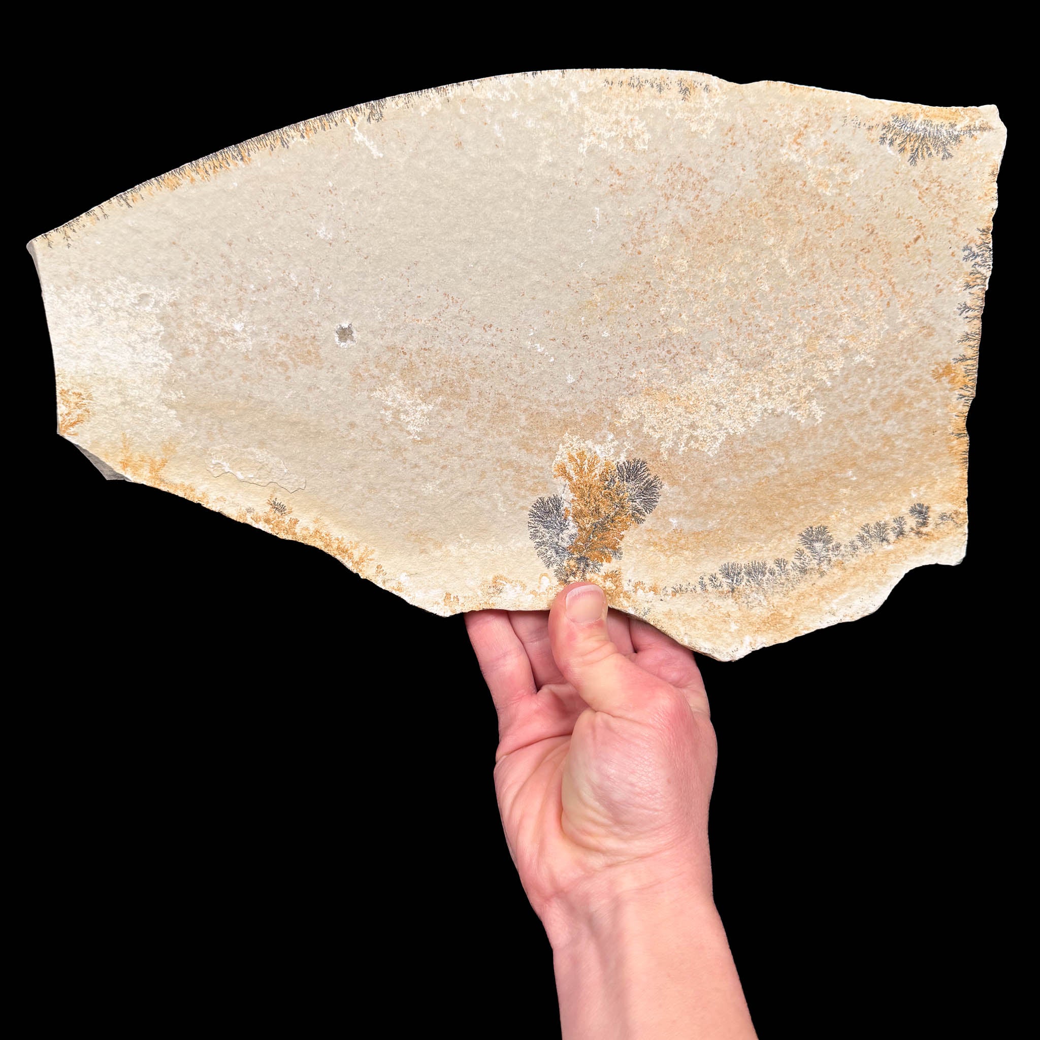 Back side of Dendrite and Limestone specimen