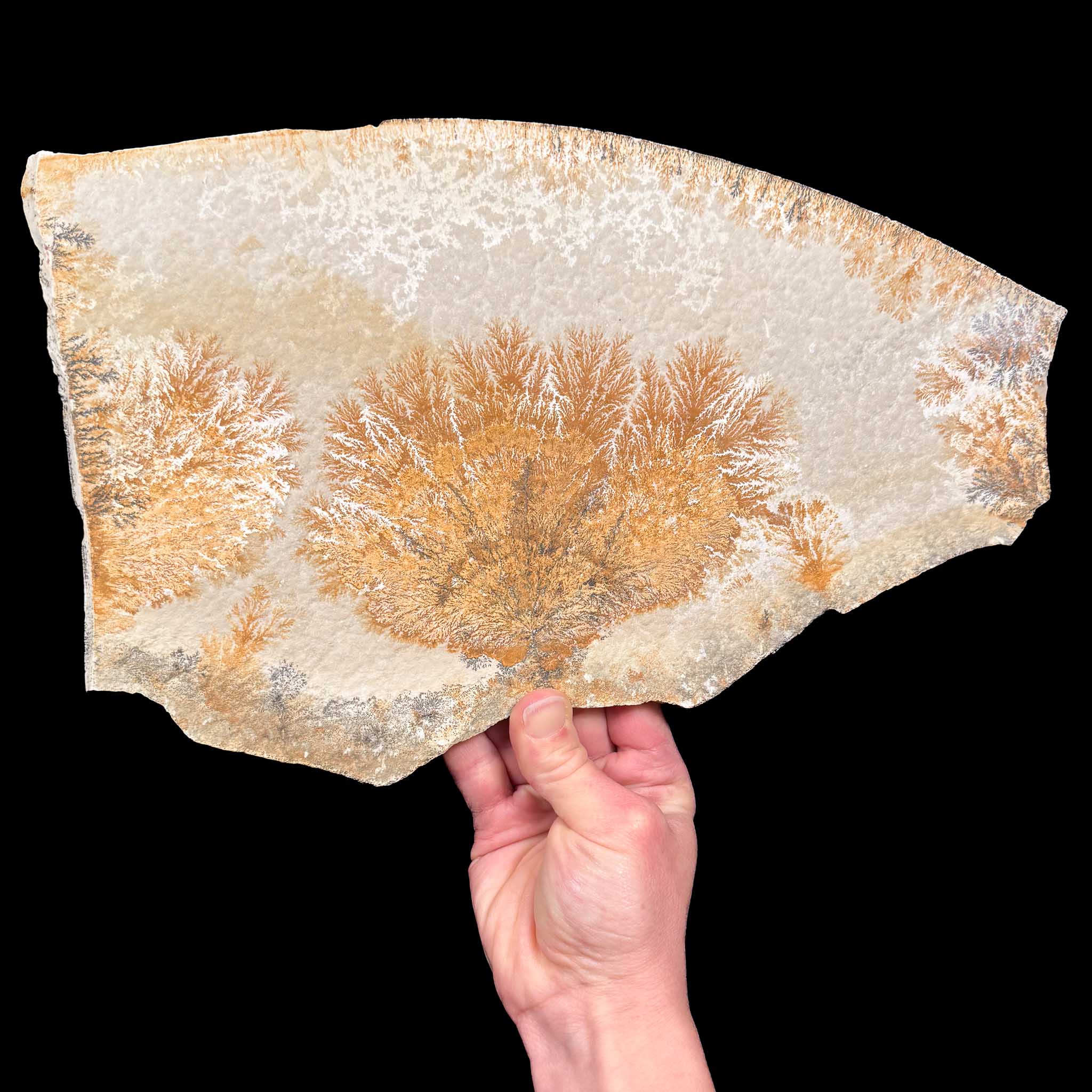Dendrites in limestone, Solnhofen Germany