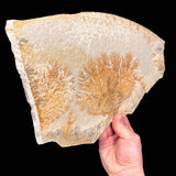 Side view of Dendrites on Limestone from Solnhofen, Germany