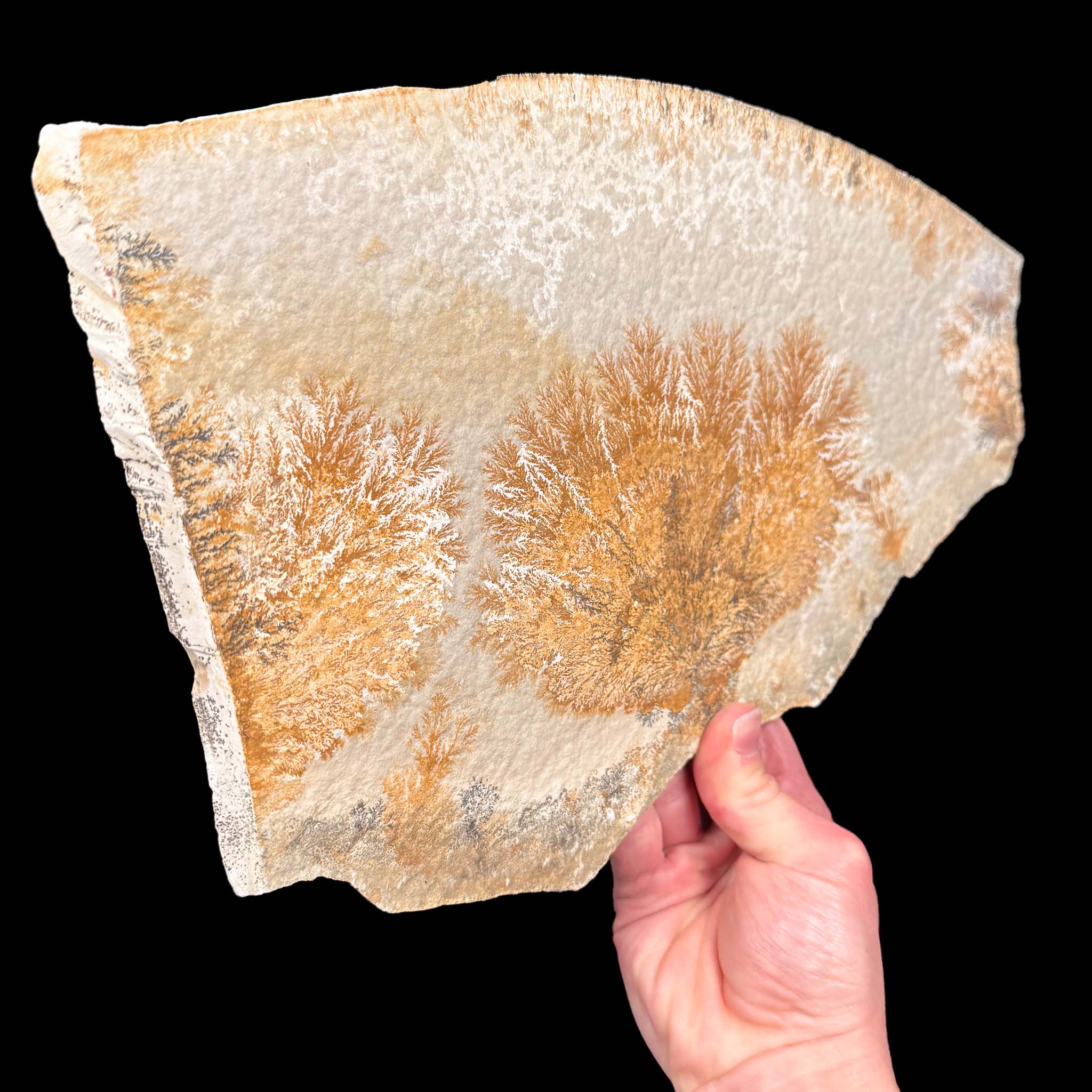 Side view of Dendrites on Limestone from Solnhofen, Germany