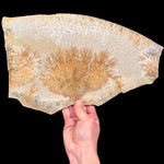 Dendrite pseudofossil on Limestone from Solnhofen, Germany