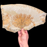 Dendrite pseudofossil on Limestone from Solnhofen, Germany