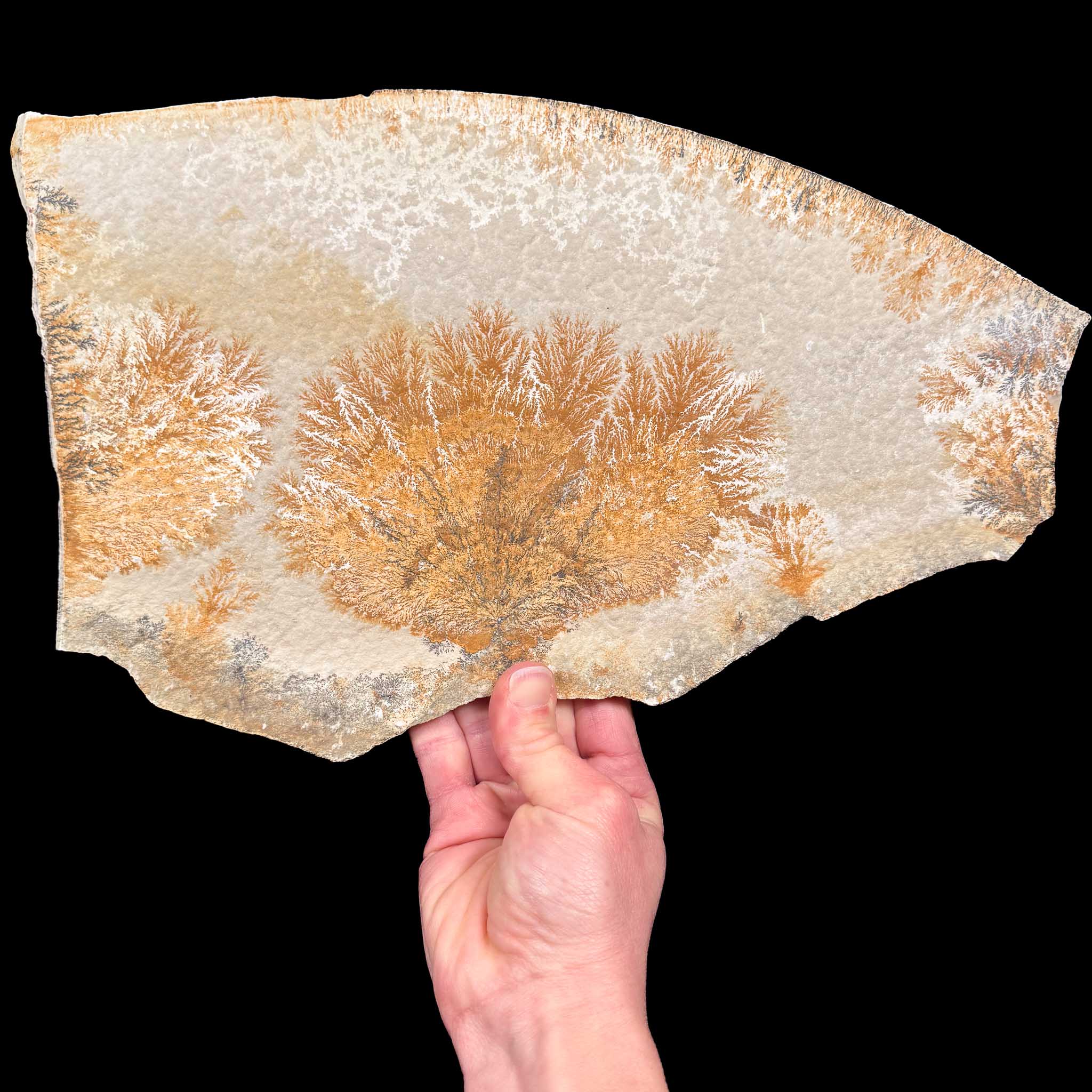 Dendrite pseudofossil on Limestone from Solnhofen, Germany