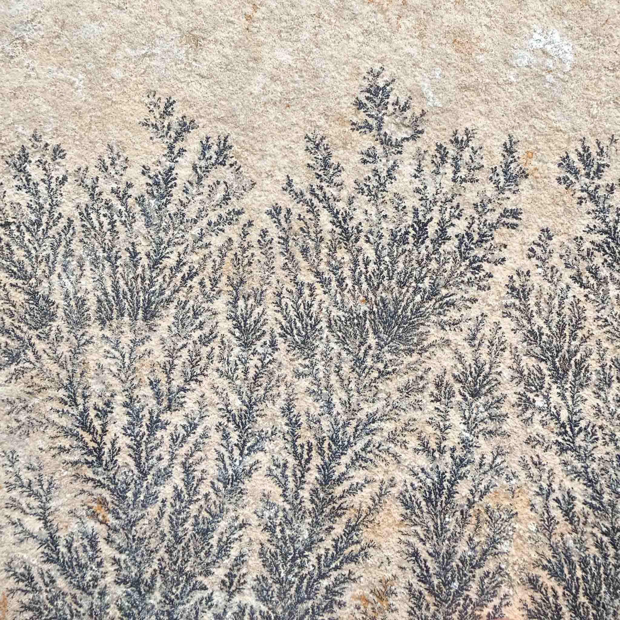 Close up of Manganese Dendrite crystals from Germany