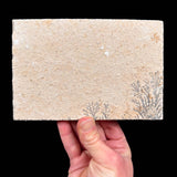 Back side of Dendrite plate