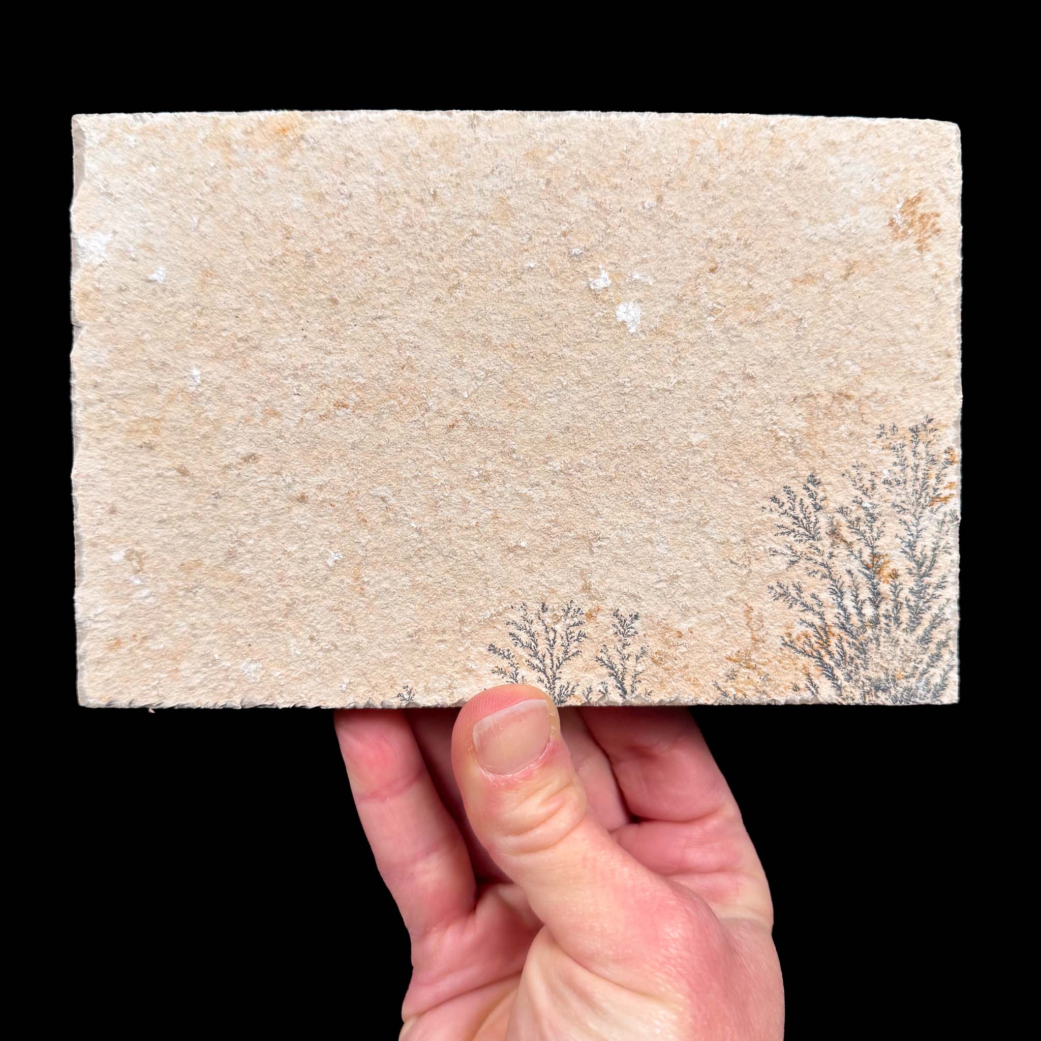 Back side of Dendrite plate
