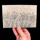 Black dendrite crystals on rock matrix from Solnhofen, Germany