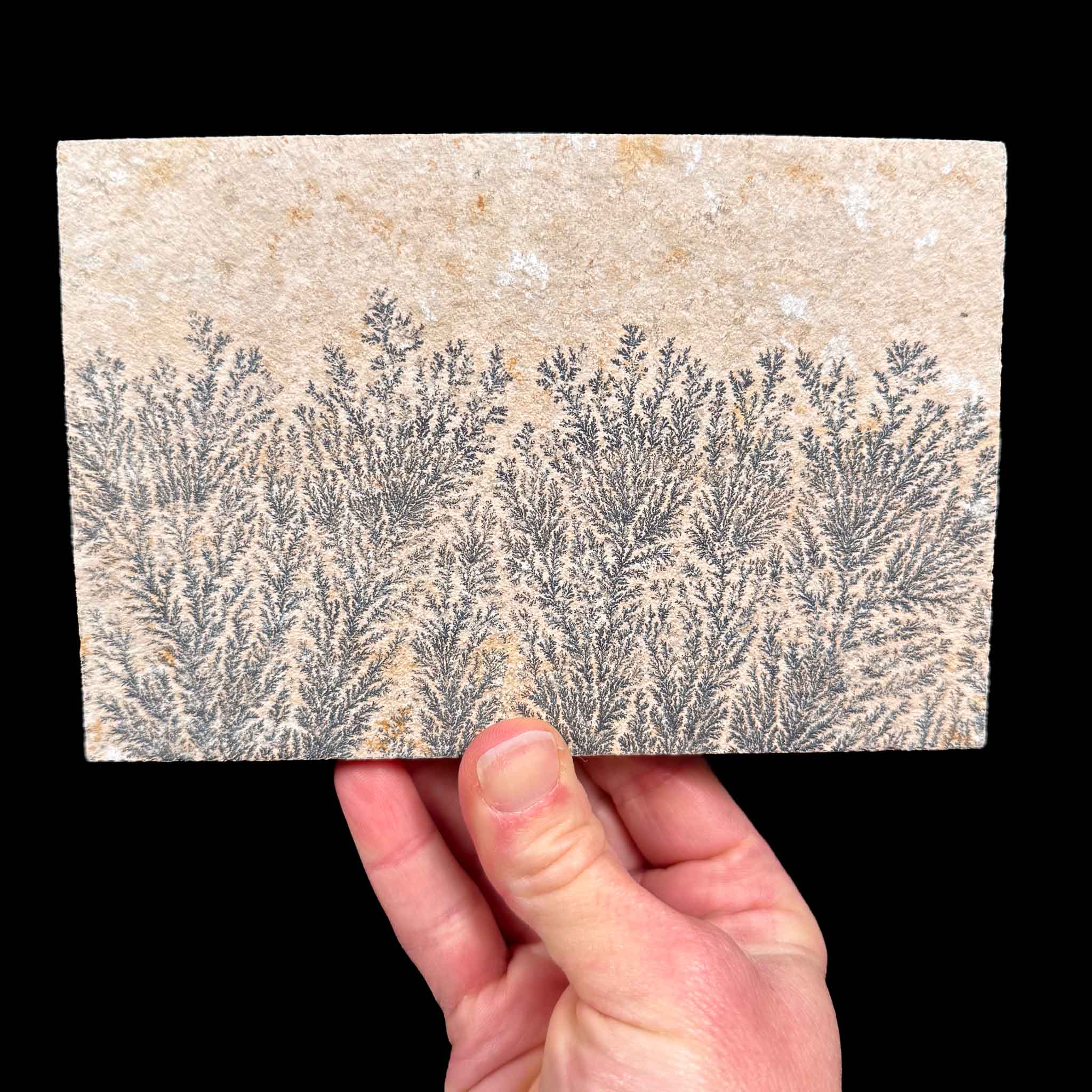 Black dendrite crystals on rock matrix from Solnhofen, Germany