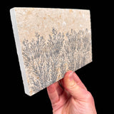 Side view of Dendrite pseudofossil from Germany