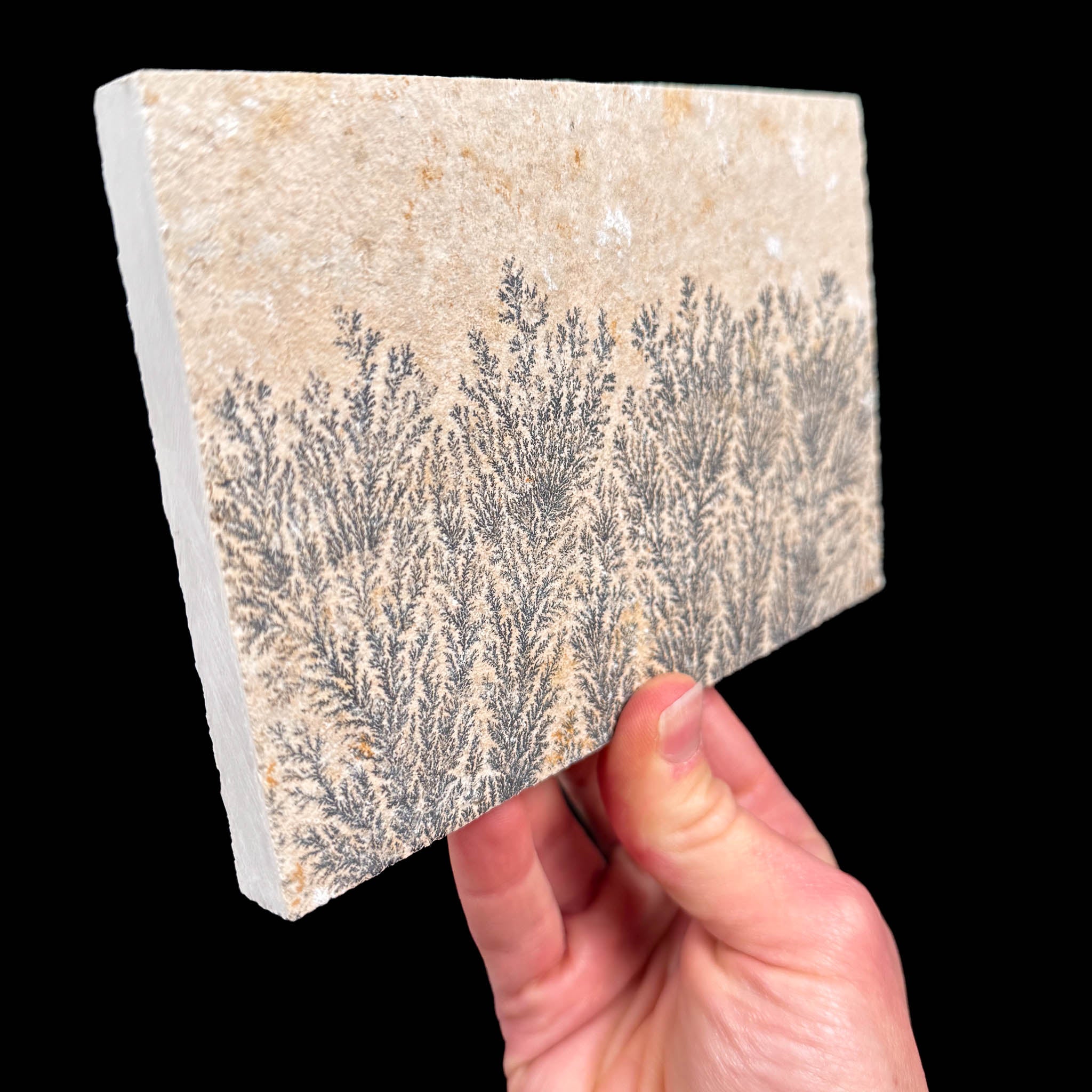 Side view of Dendrite pseudofossil from Germany