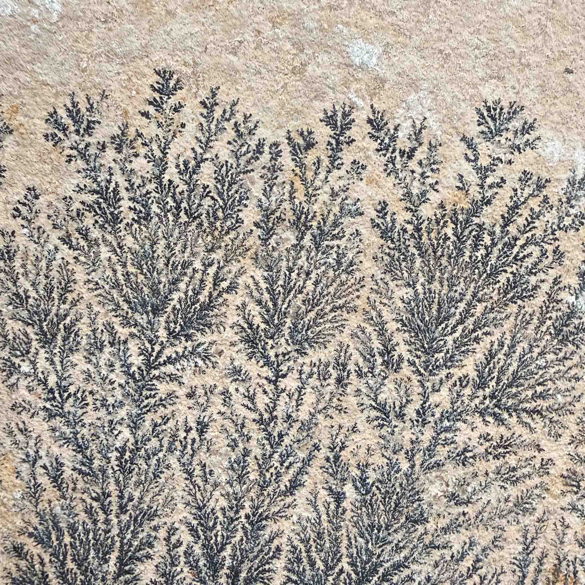 Close up of black plant-like looking Dendrite pseudofossil from Solnhofen Germany