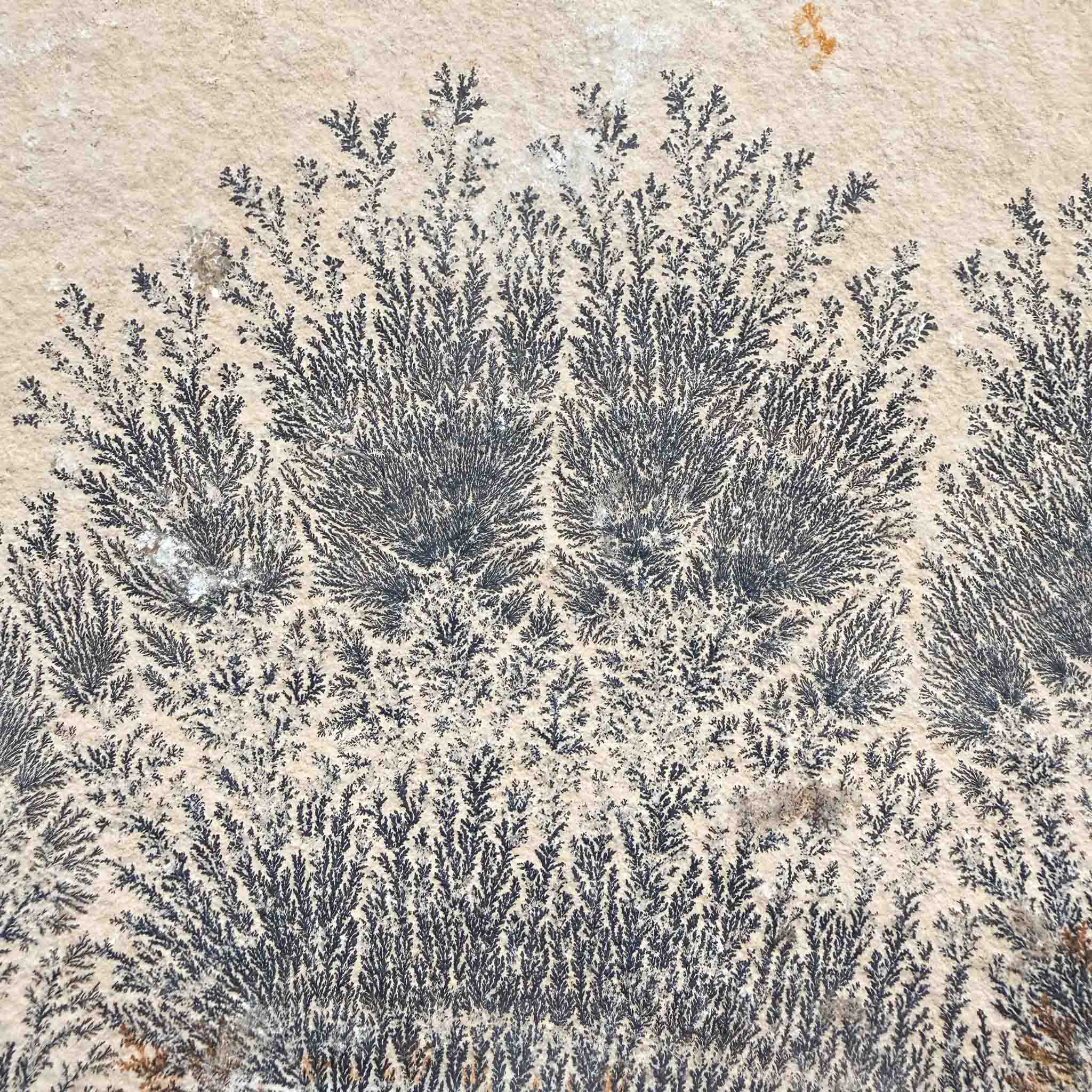 Close up of Dendrite mineralization on limestone from Solnhofen, Germany
