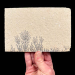 Back side of specimen with dendrite pseudofossils