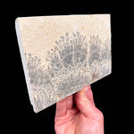 Side view of limestone with Dendrite crystals