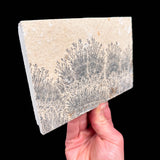 Side view of limestone with Dendrite crystals