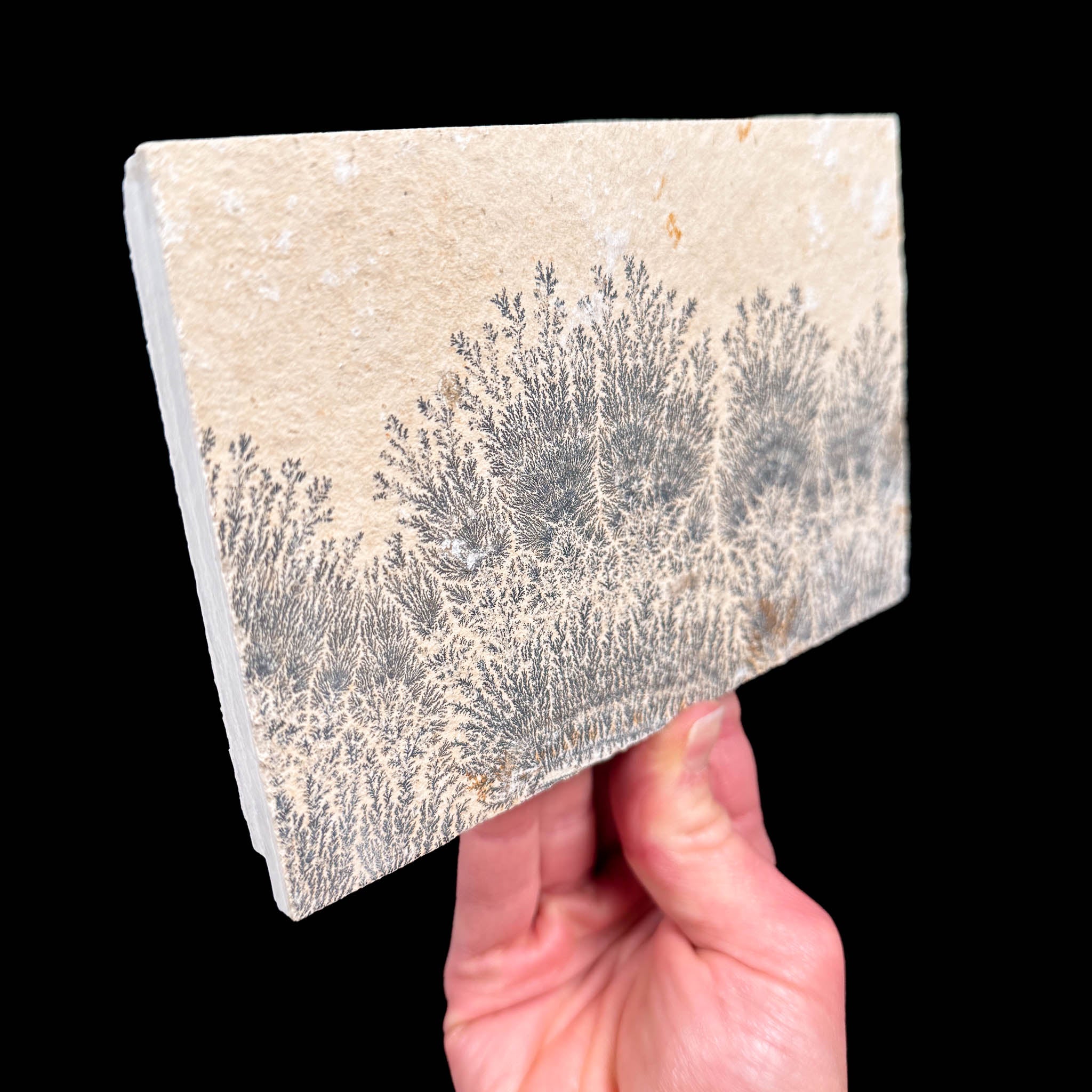 Side view of limestone with Dendrite crystals