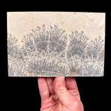 Black and gray Dendrites in Limestone matrix from Germany