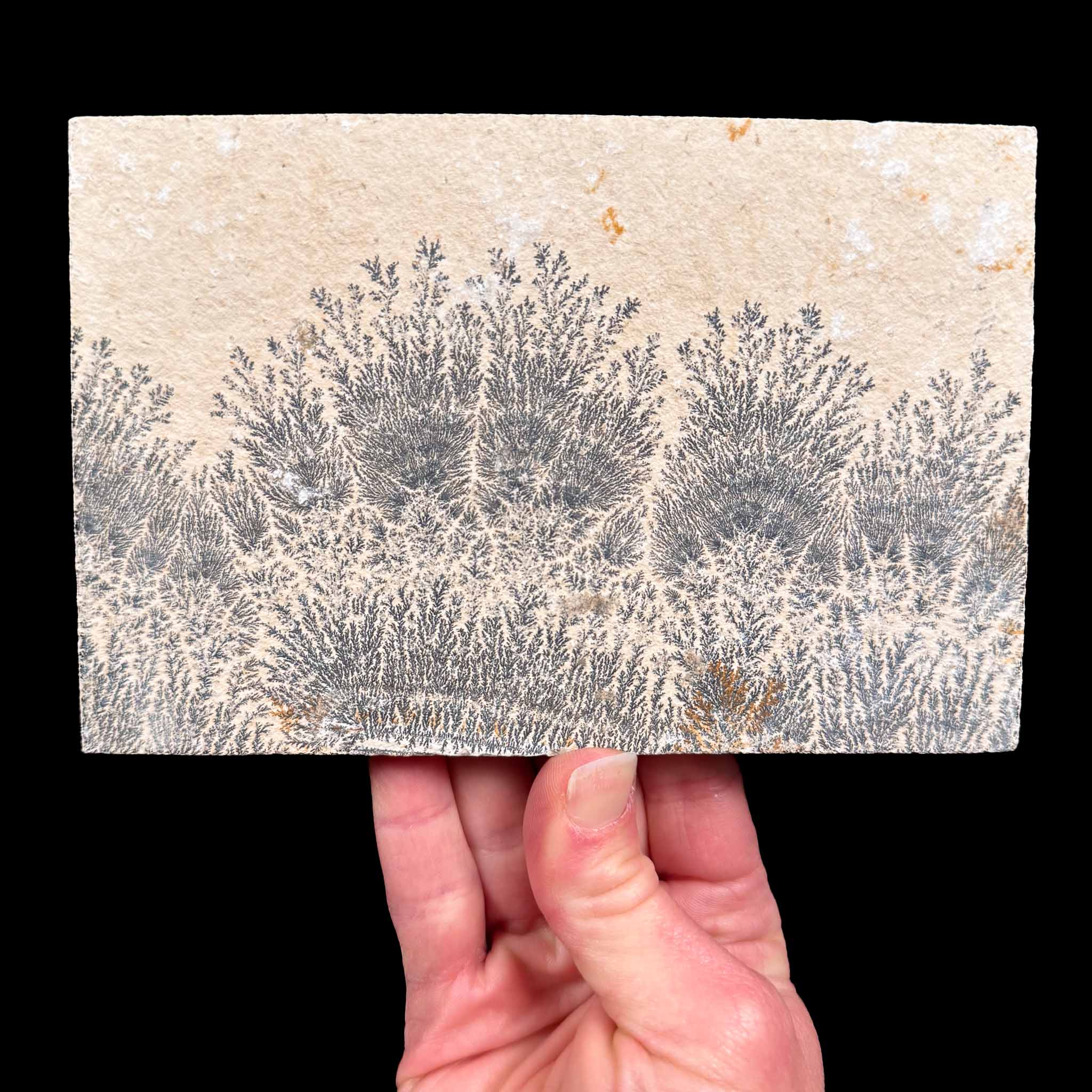 Black and gray Dendrites in Limestone matrix from Germany