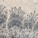 Black Dendrite crystals on tan Limestone rock