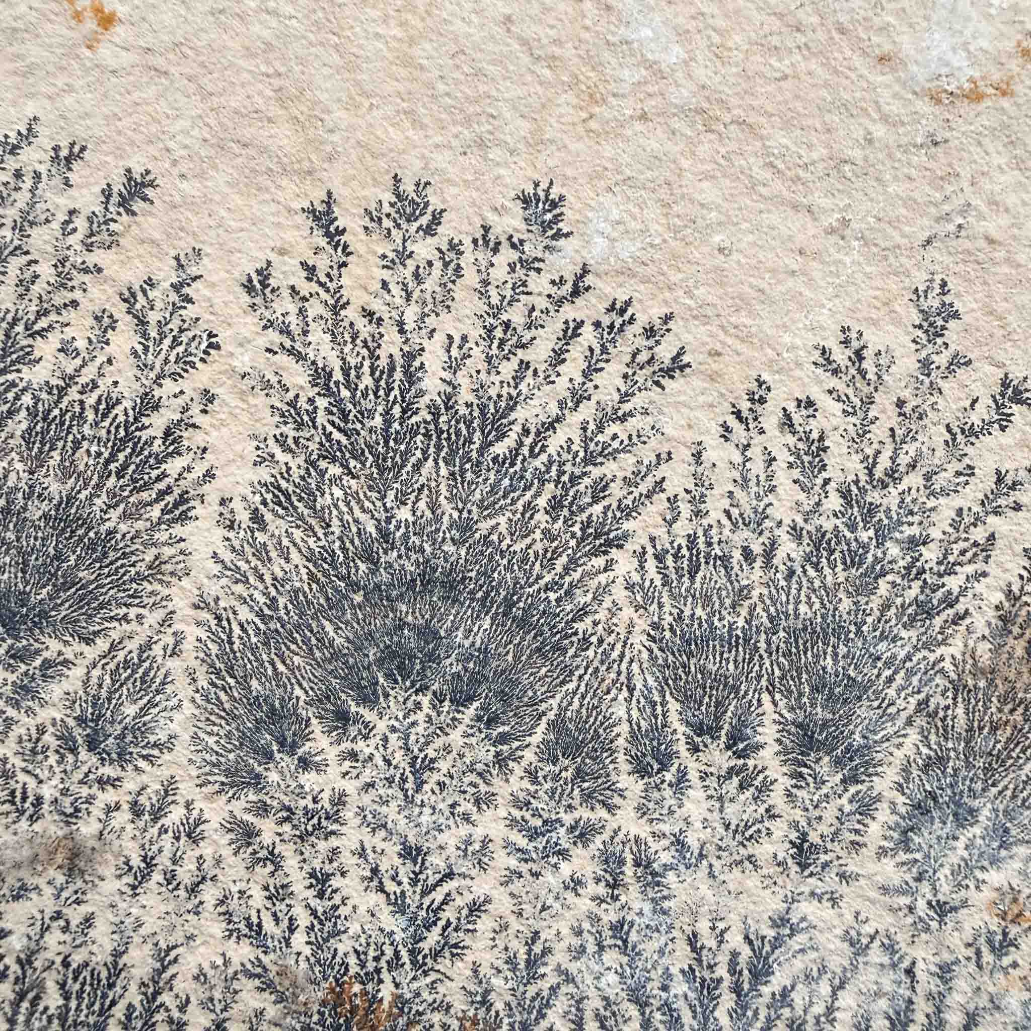Black Dendrite crystals on tan Limestone rock