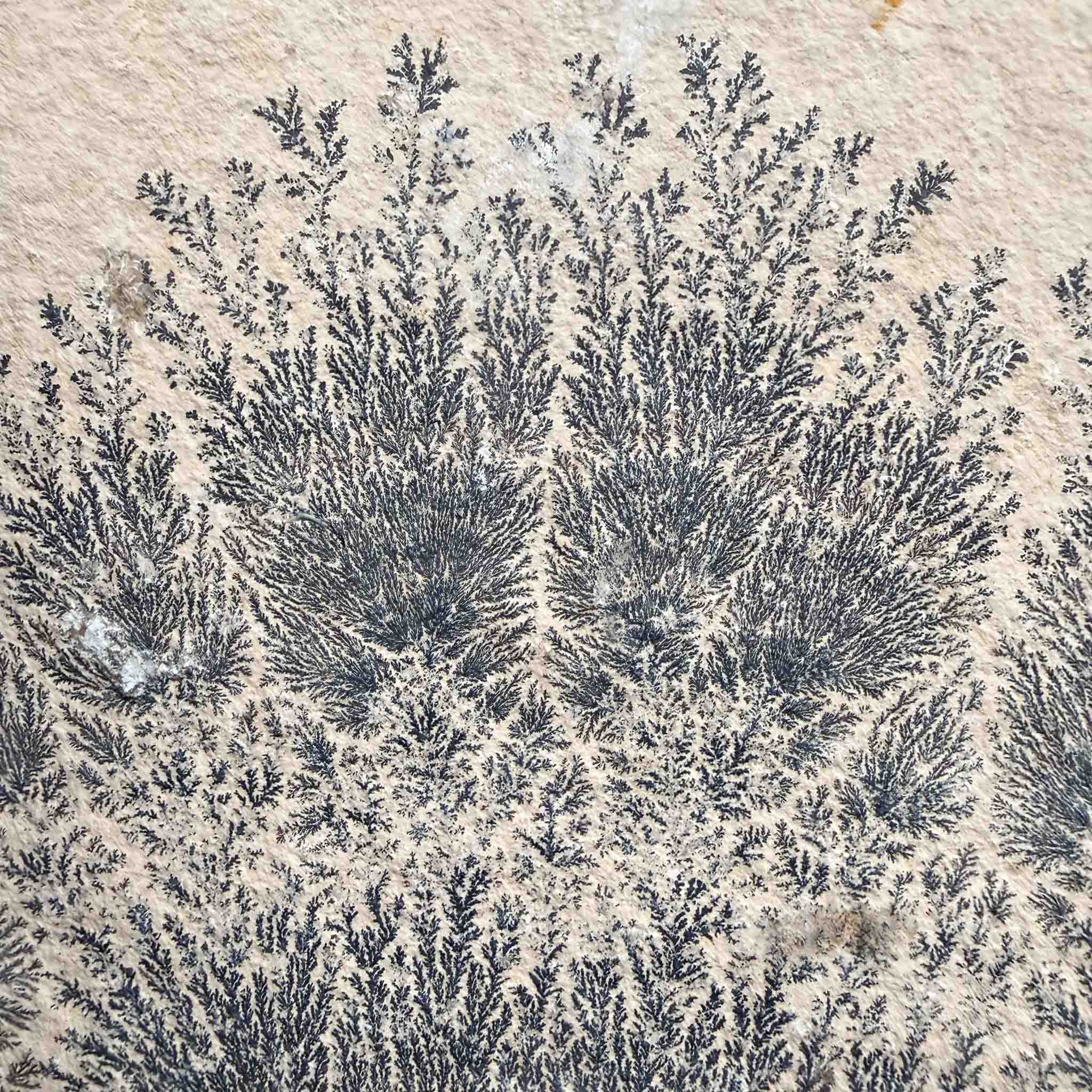 Close up of black Dendrite crystals on Limestone